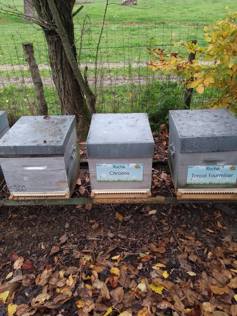 La ruche Chronos