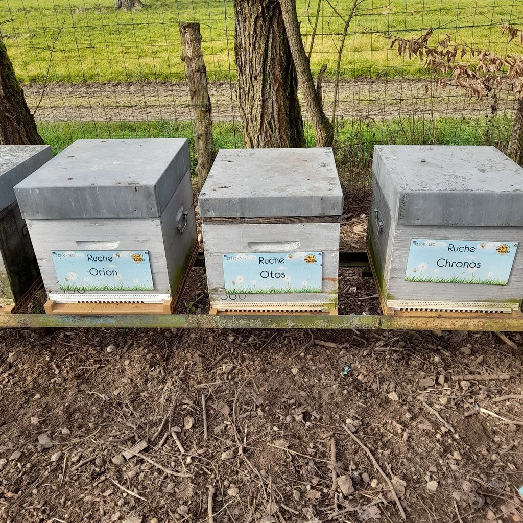 La ruche Chronos