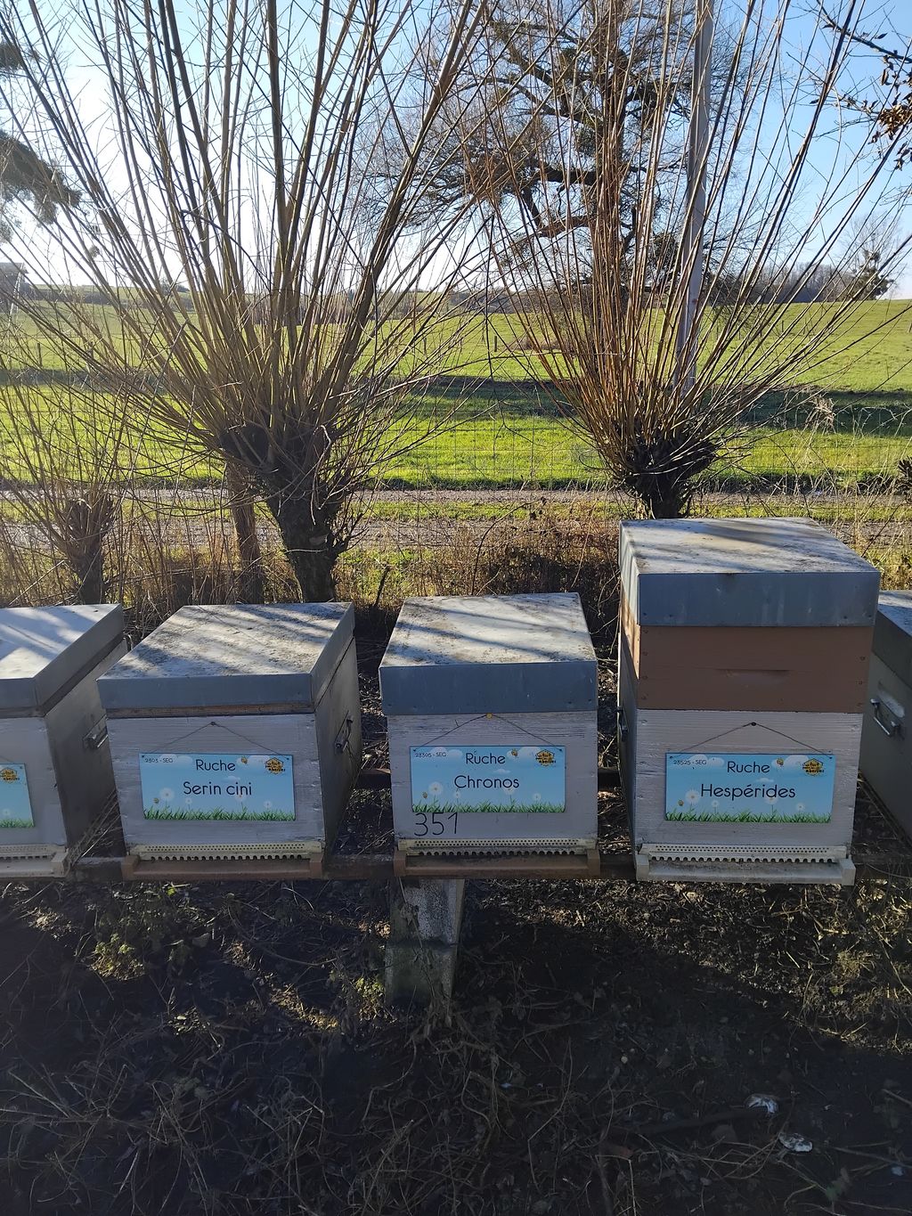 La ruche Chronos