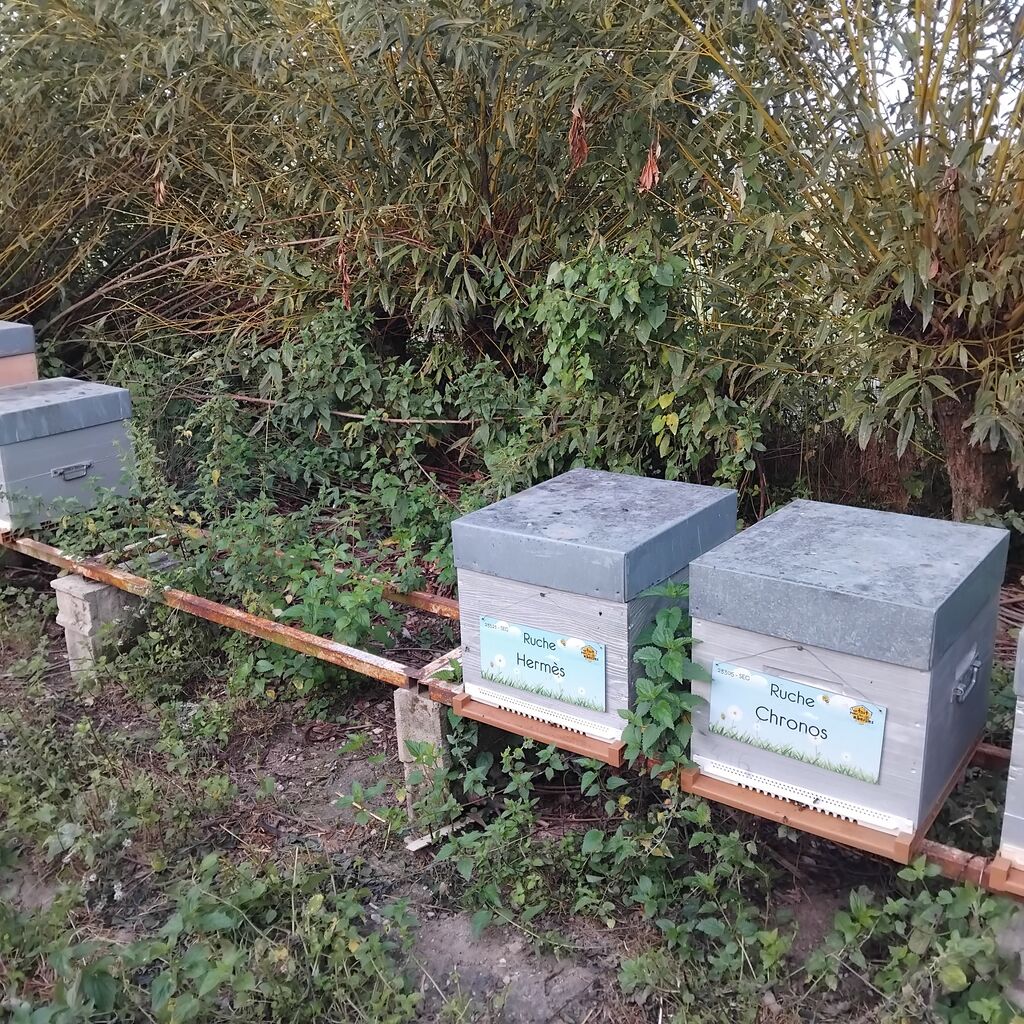 La ruche Chronos