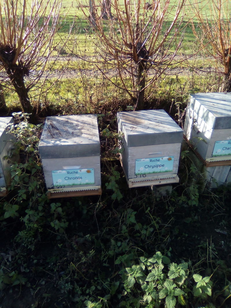 La ruche Chronos