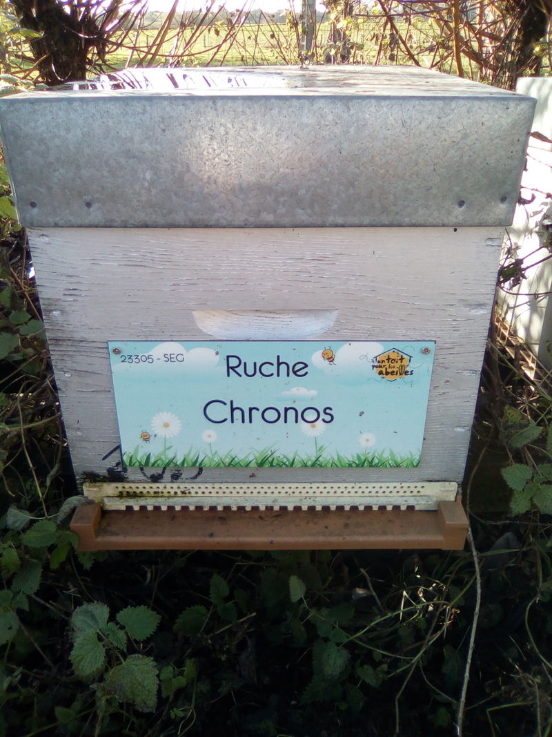 La ruche Chronos