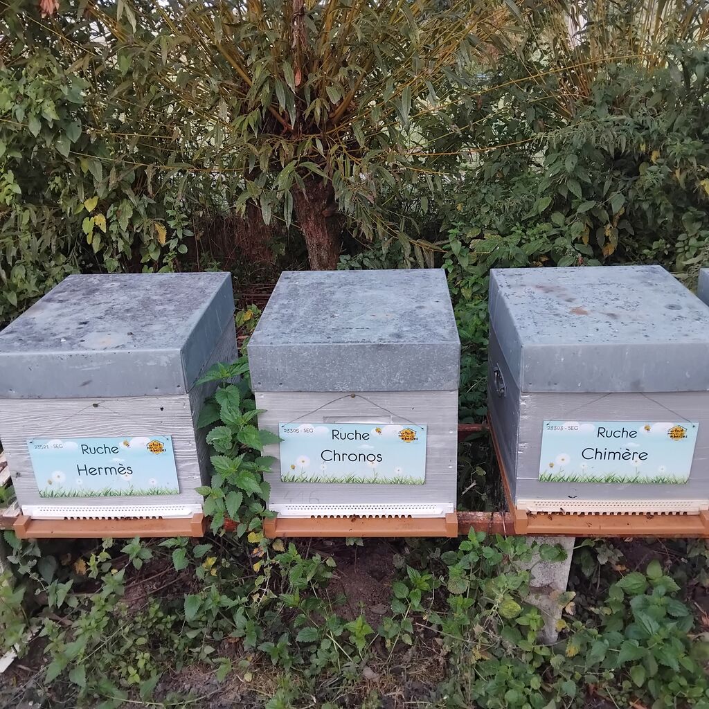 La ruche Chronos