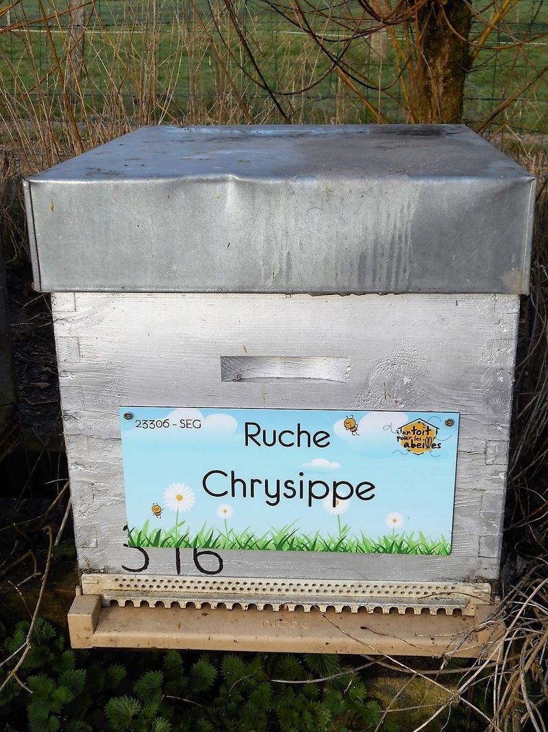 La ruche