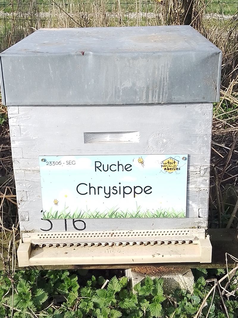 La ruche