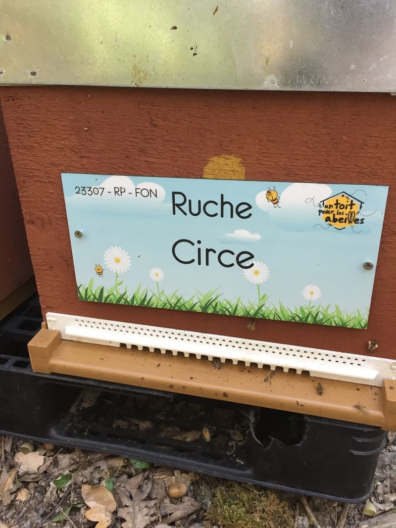 La ruche