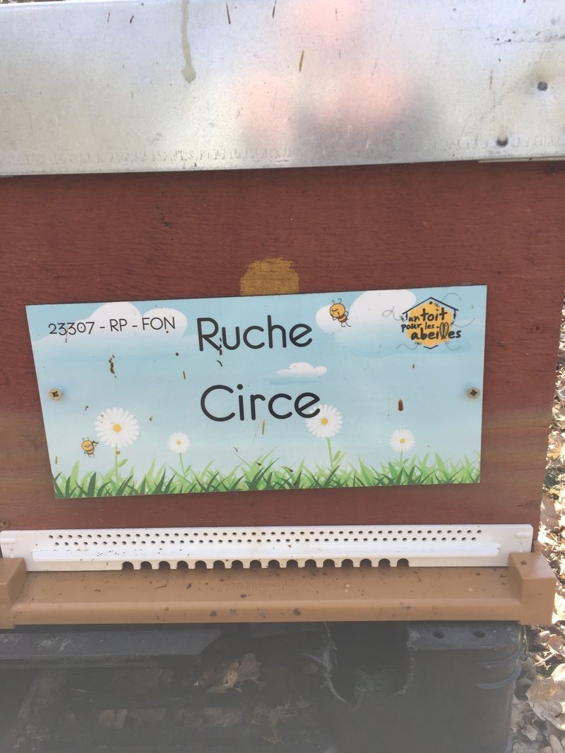 La ruche Circe