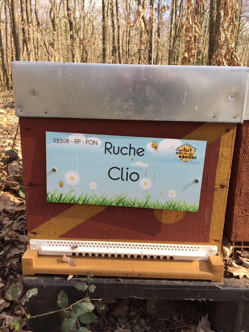 La ruche Clio
