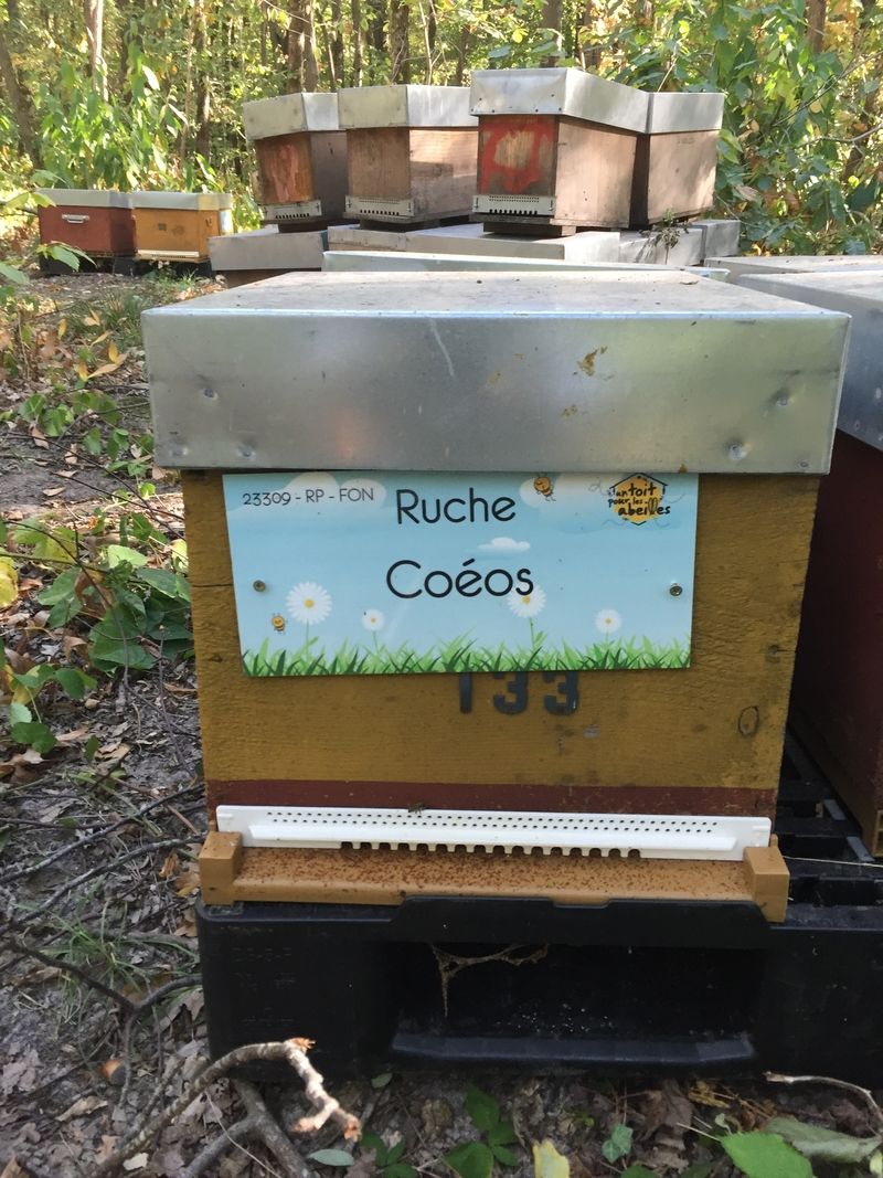 La ruche