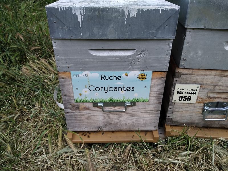 La ruche Corybantes