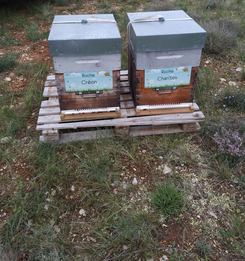 La ruche Créon
