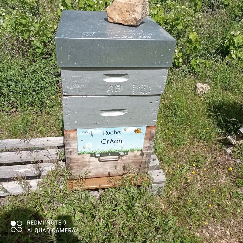 La ruche Créon