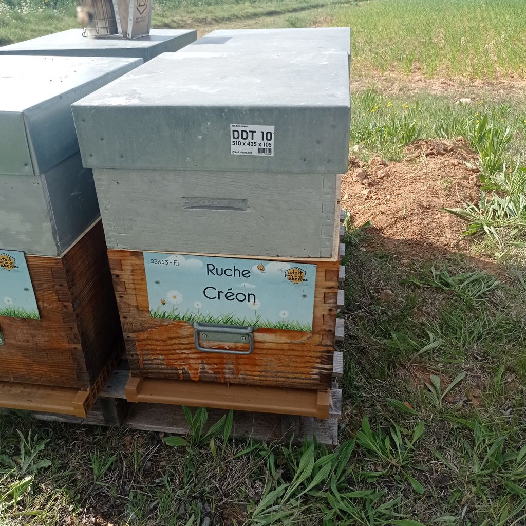 La ruche Créon
