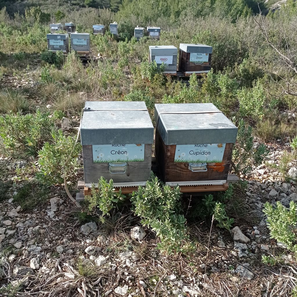 La ruche Créon