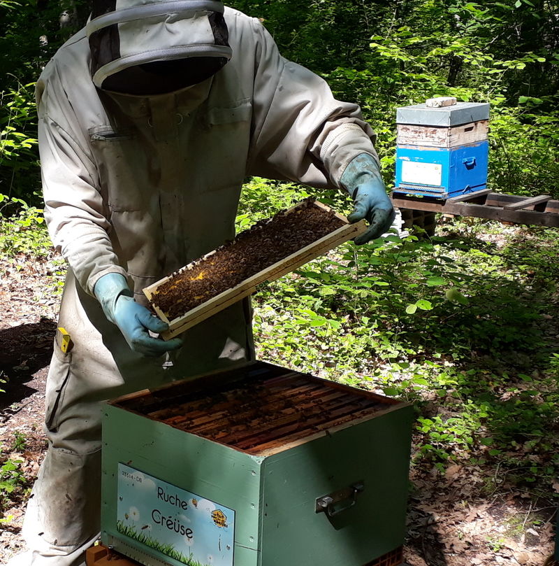 La ruche Créüse