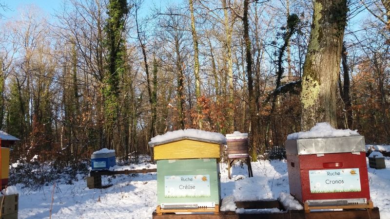 La ruche Créüse