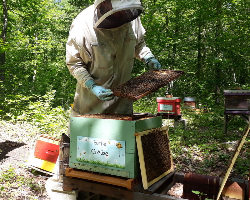 La ruche Créüse