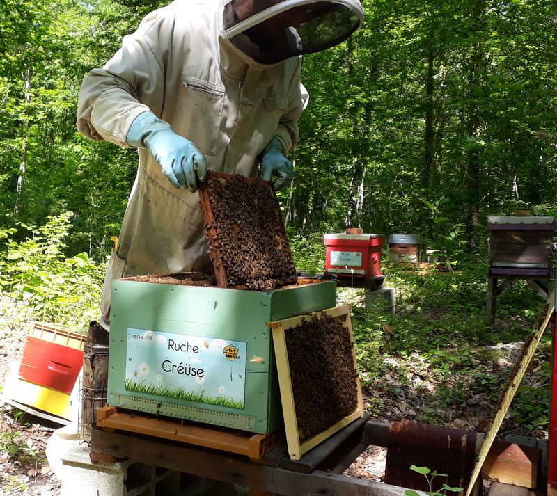 La ruche Créüse