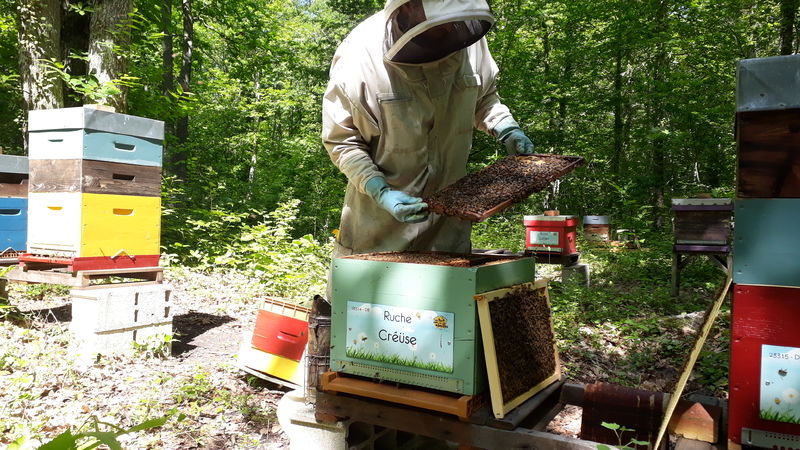 La ruche Créüse