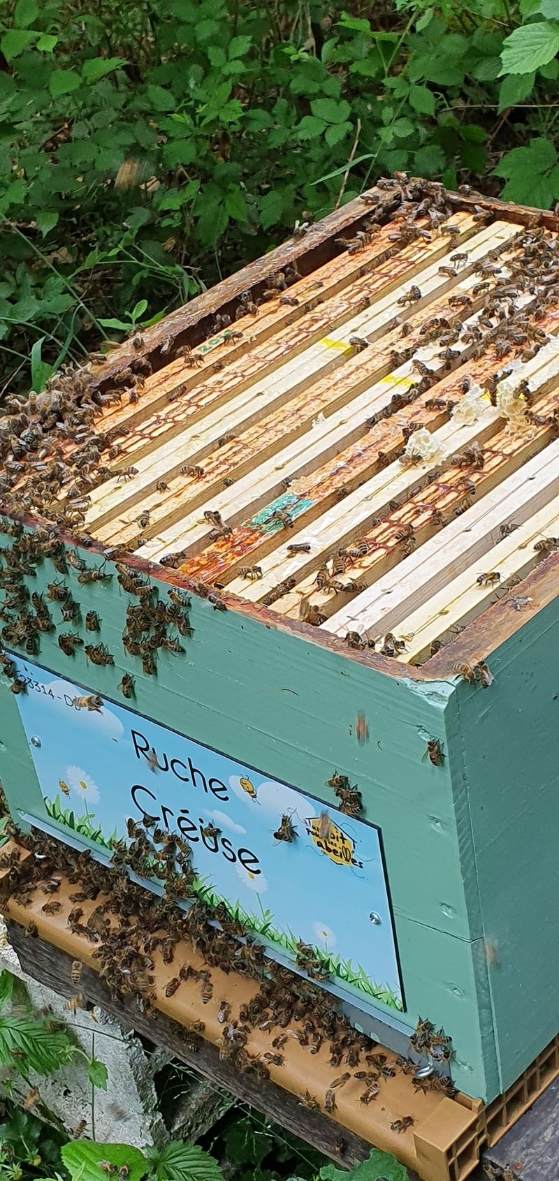 La ruche Créüse