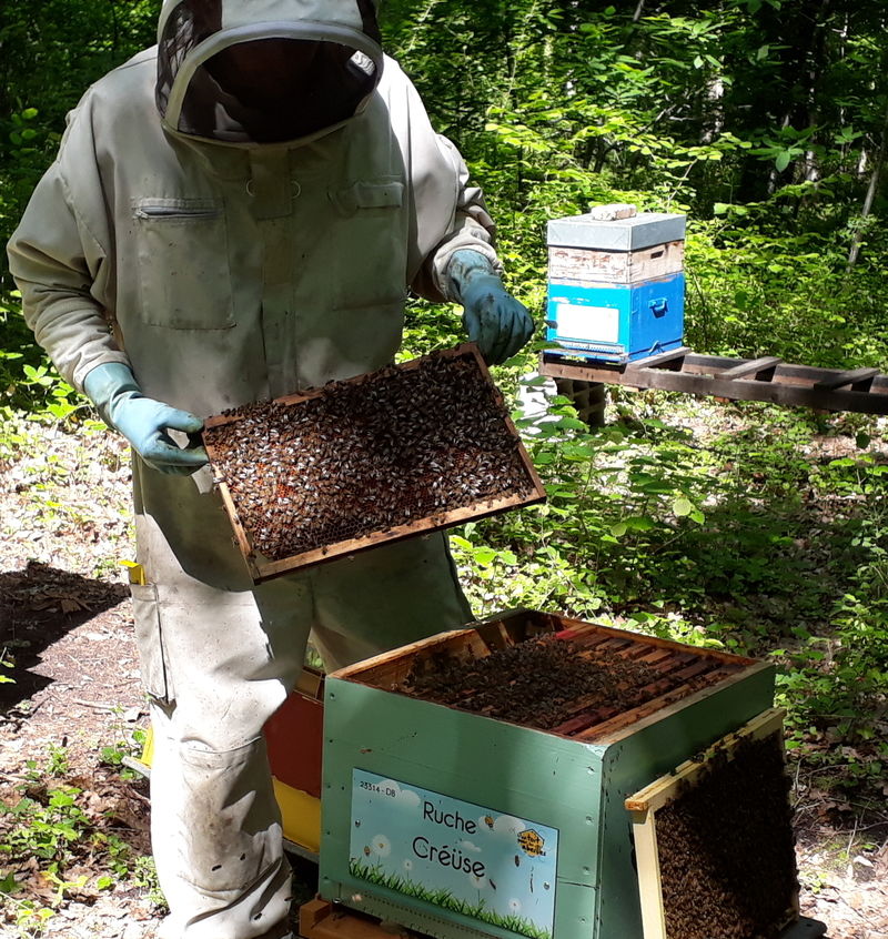 La ruche Créüse