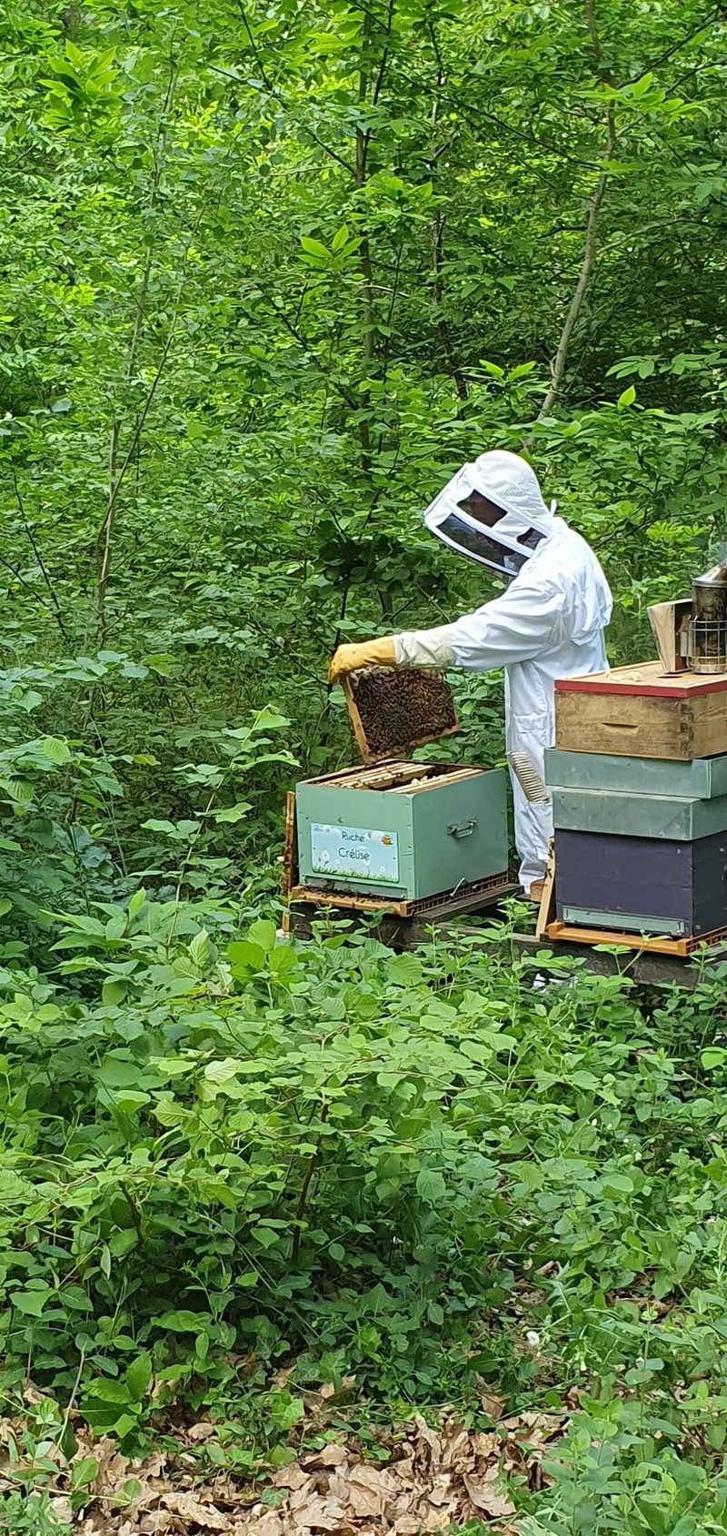 La ruche Créüse