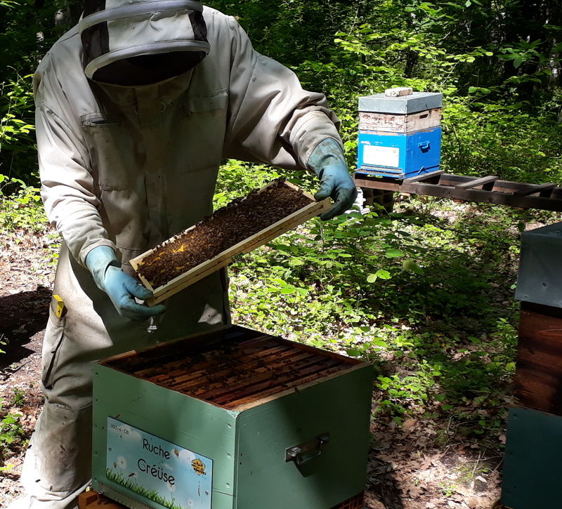 La ruche Créüse