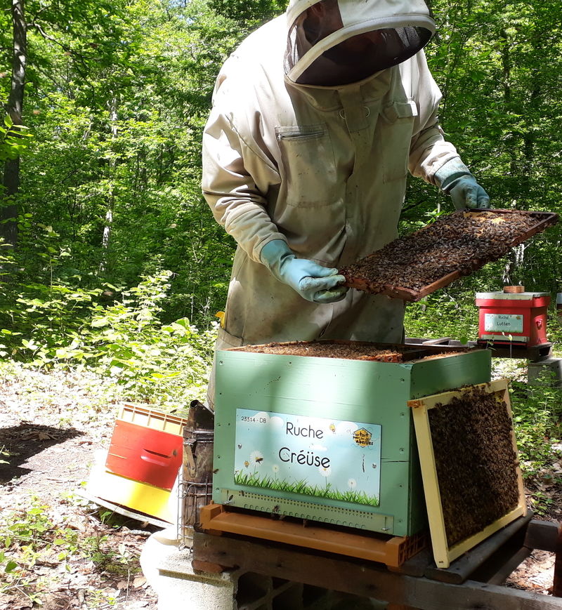 La ruche Créüse