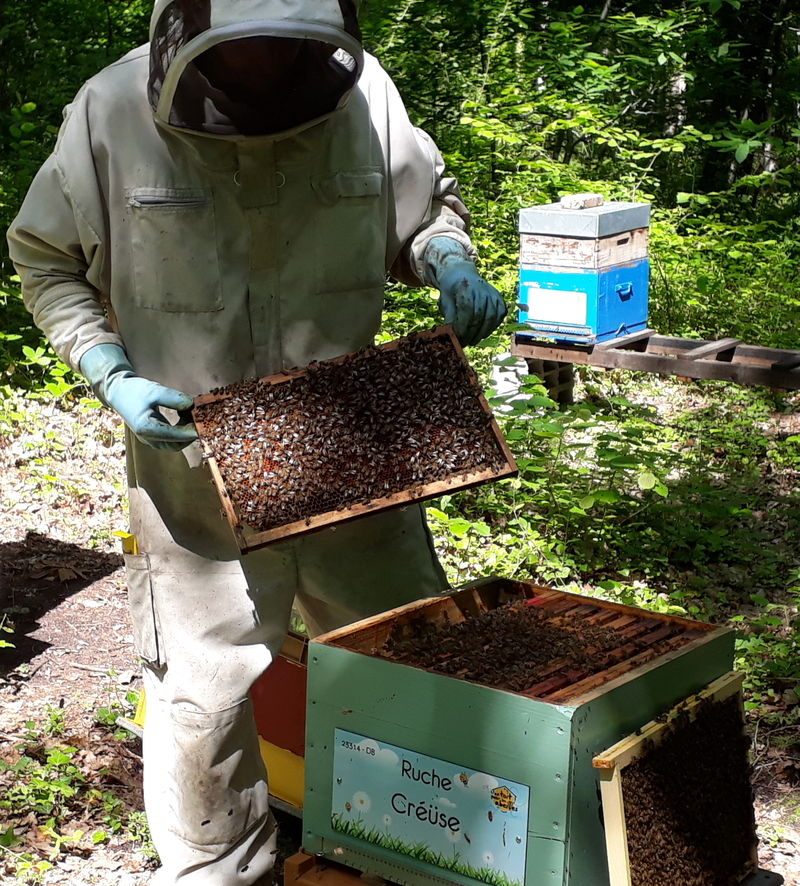 La ruche Créüse