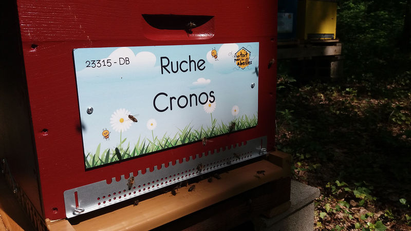 La ruche Cronos