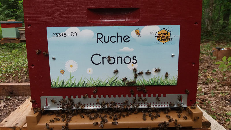 La ruche Cronos