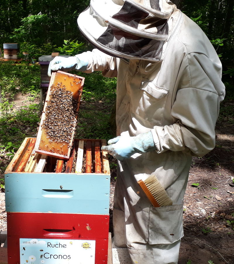 La ruche Cronos