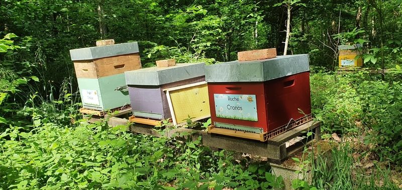 La ruche Cronos