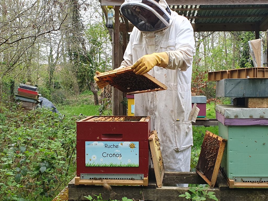 La ruche Cronos