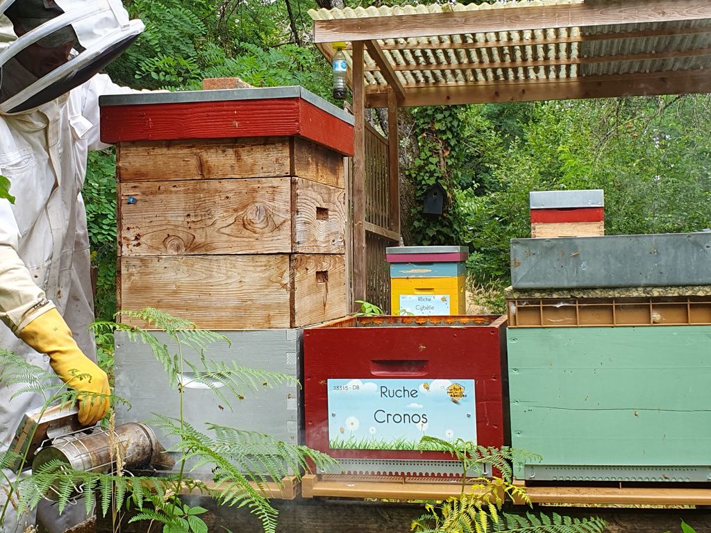 La ruche Cronos