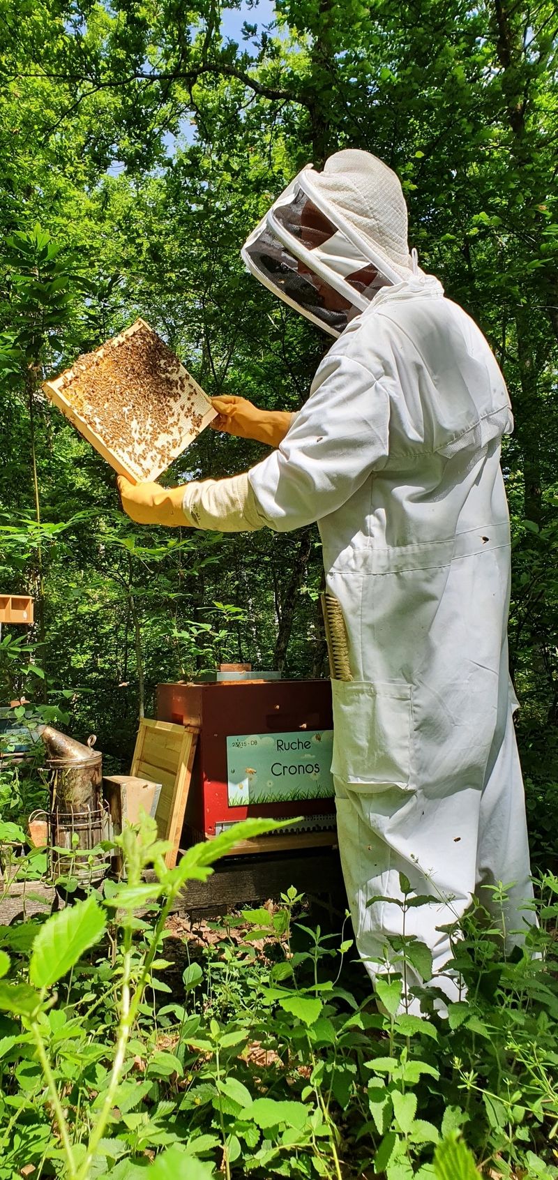 La ruche Cronos