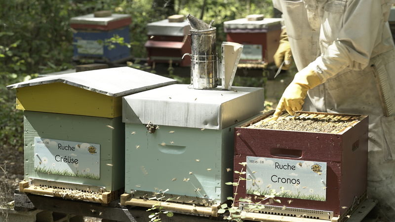 La ruche Cronos