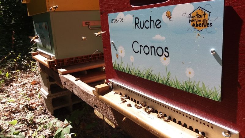 La ruche Cronos