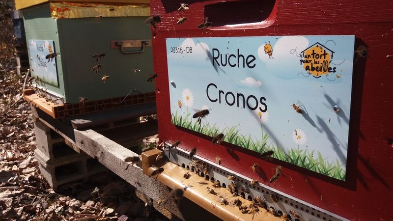 La ruche Cronos