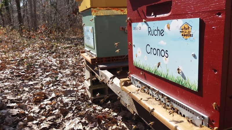 La ruche Cronos