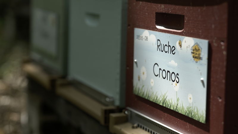 La ruche Cronos