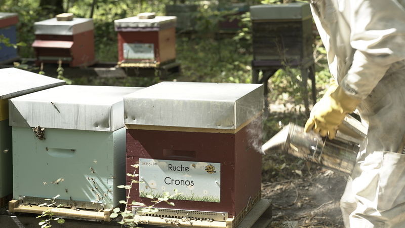 La ruche Cronos