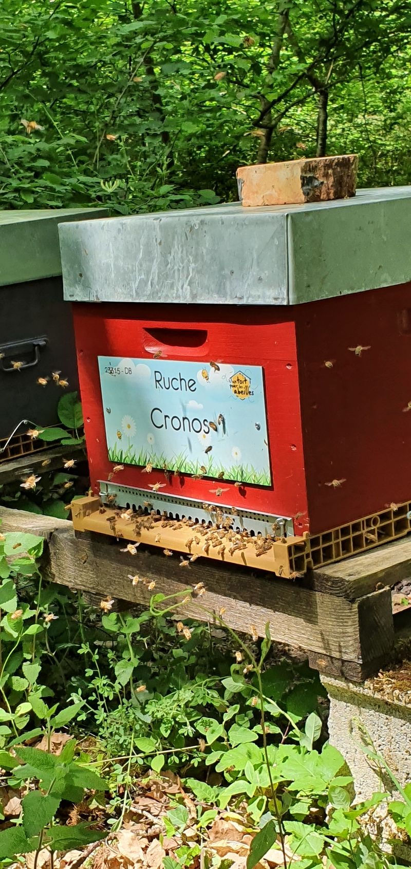 La ruche Cronos