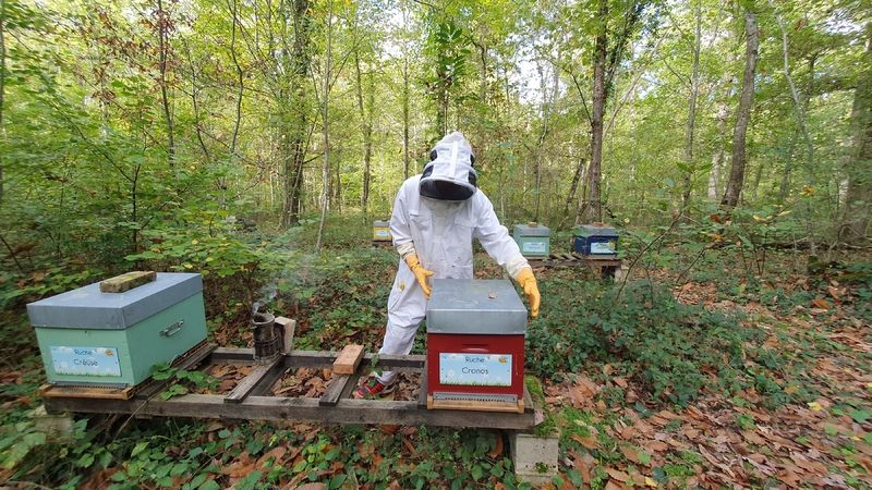 La ruche Cronos