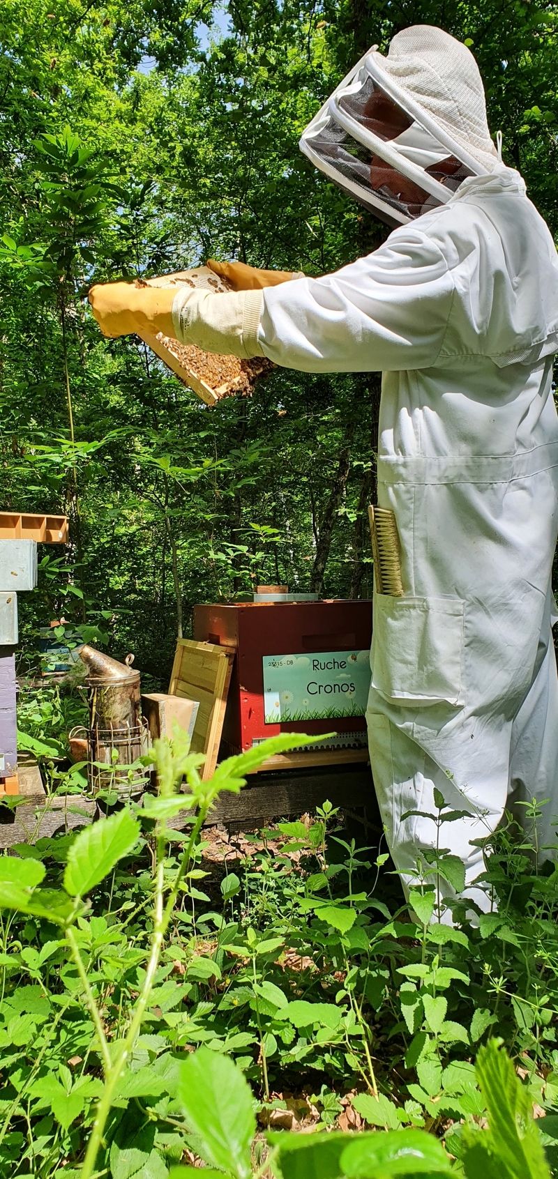 La ruche Cronos