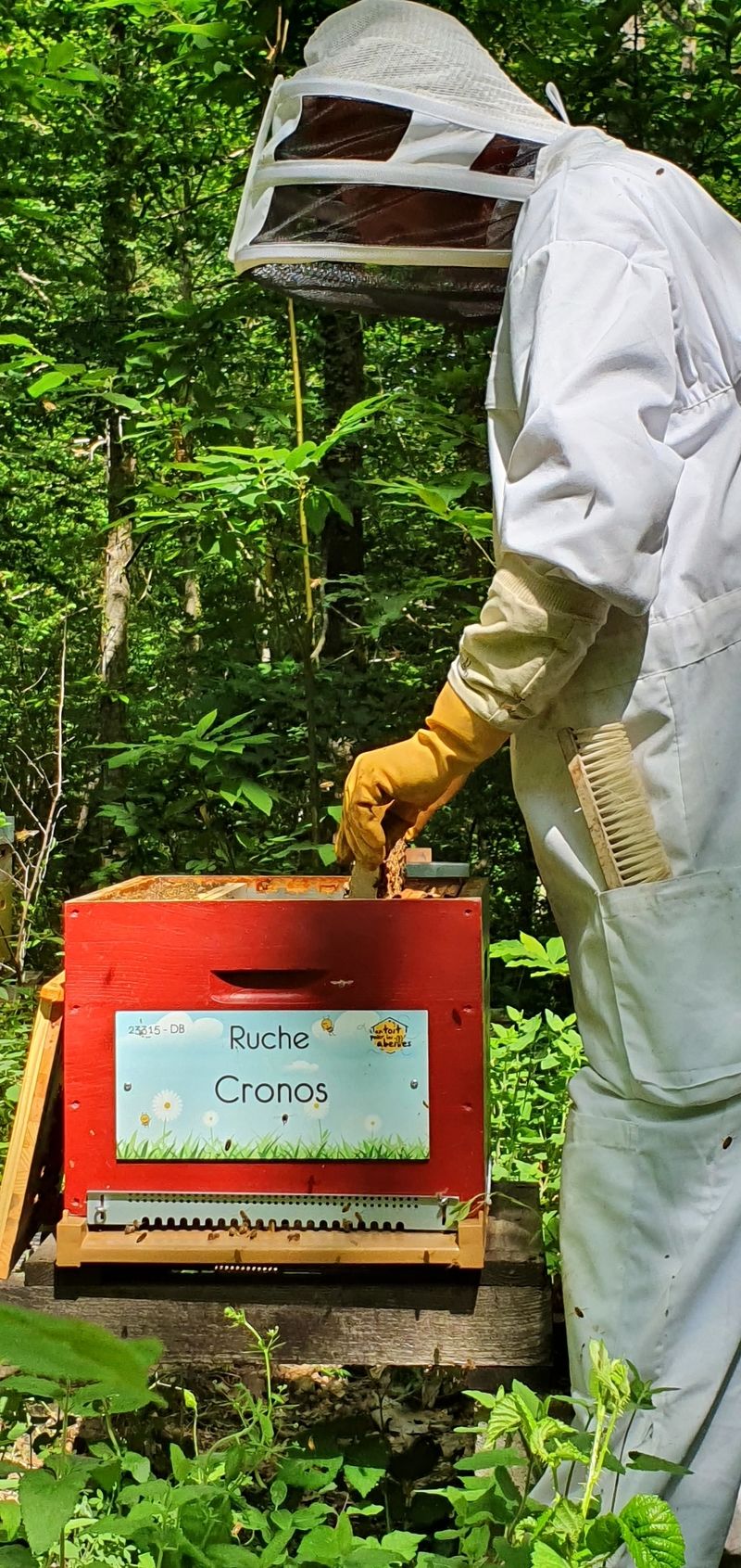 La ruche Cronos