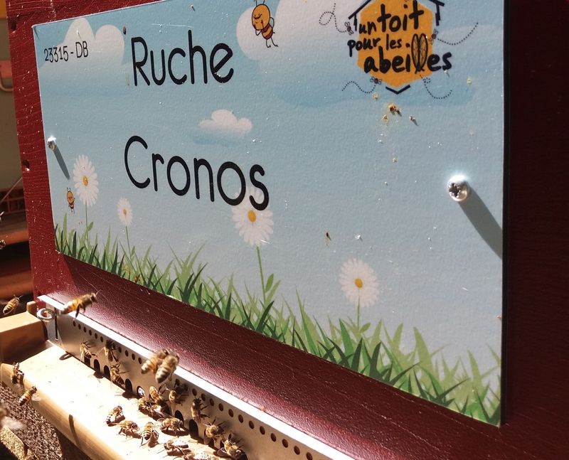 La ruche Cronos