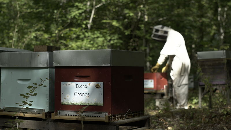 La ruche Cronos