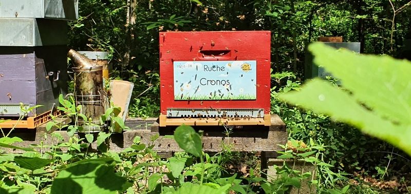 La ruche Cronos