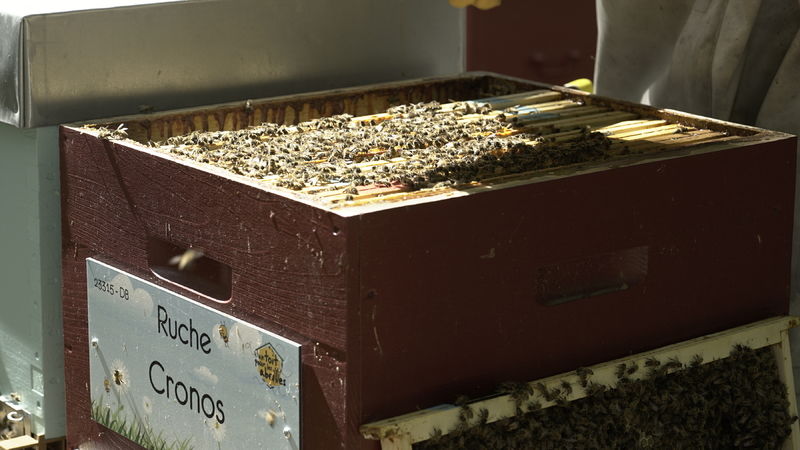 La ruche Cronos